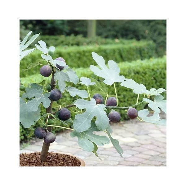 Ficus carica 'Little Miss Figgy'® - Füge, balkon