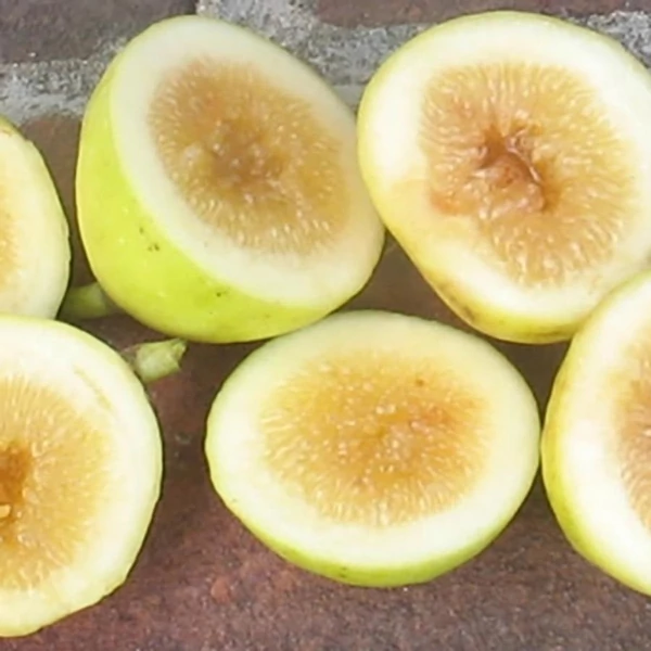 Ficus carica 'Mary Lane' - Füge