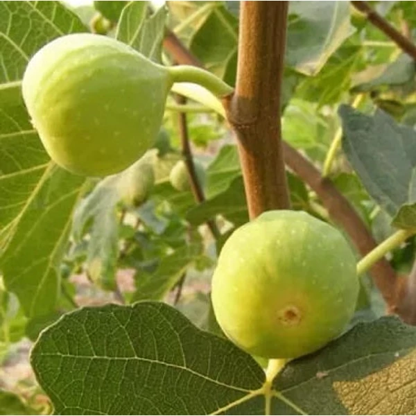 Ficus carica 'Mary Lane' - Füge