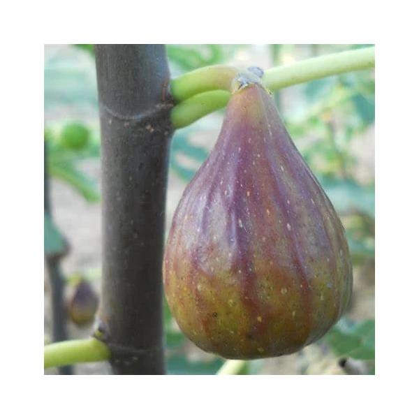 Ficus carica 'San Pietro Mirko' - Füge