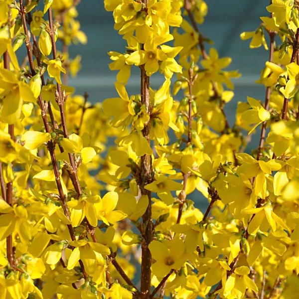 Forsythia 'Courtalyn' (syn.: 'Week End)' - Aranycserje