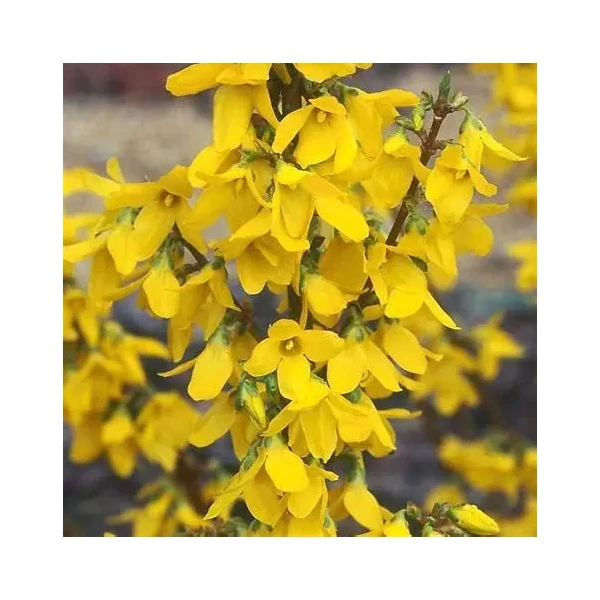Forsythia 'Courtalyn' (syn.: 'Week End)' - Aranycserje