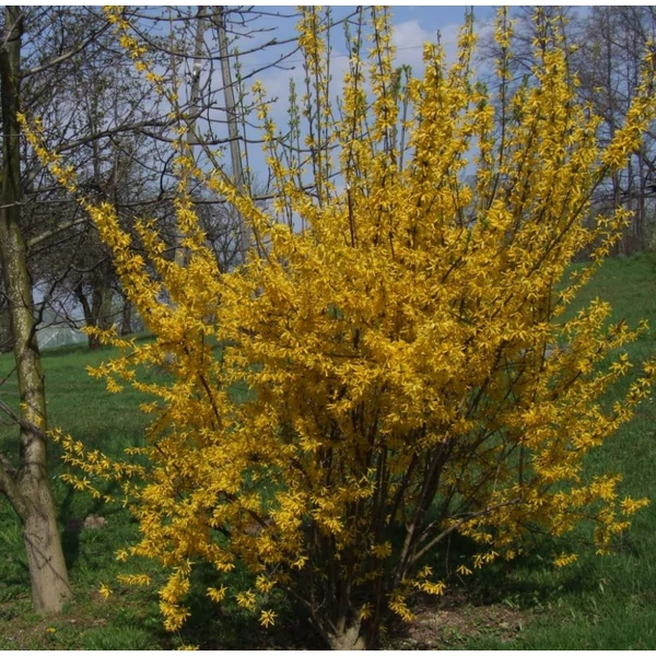 Forsythia intermedia - Aranycserje
