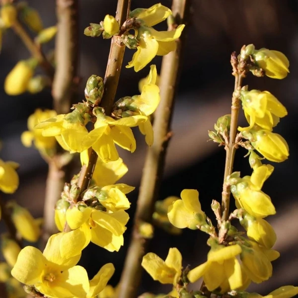 Forsythia x intermedia 'Flojor'/'Minigold' - Törpe aranycserje