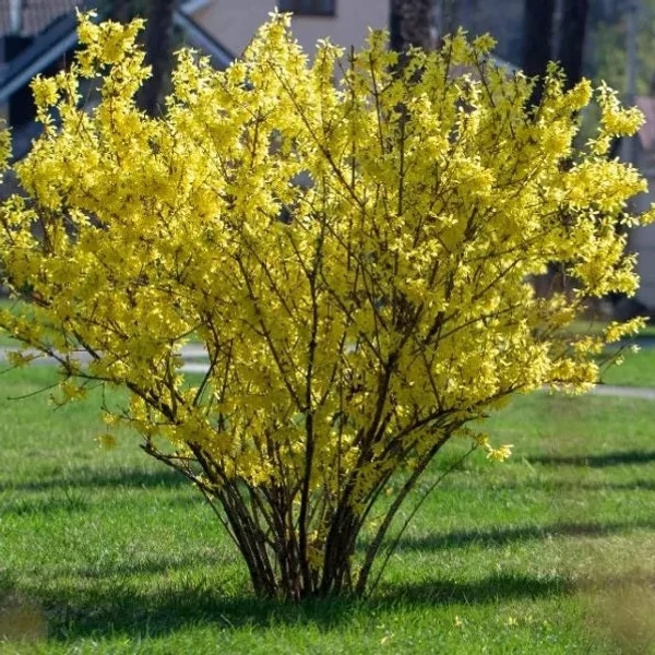 Forsythia x intermedia 'Flojor'/'Minigold' - Törpe aranycserje