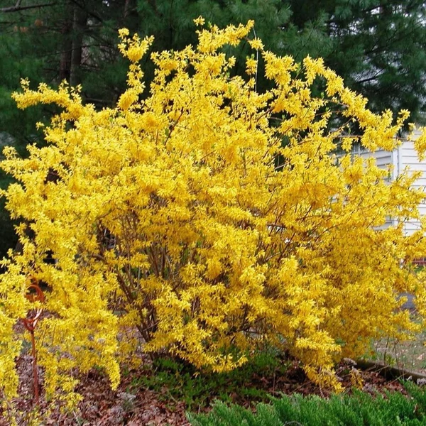 Forsythia x intermedia 'Flojor'/'Minigold' - Törpe aranycserje