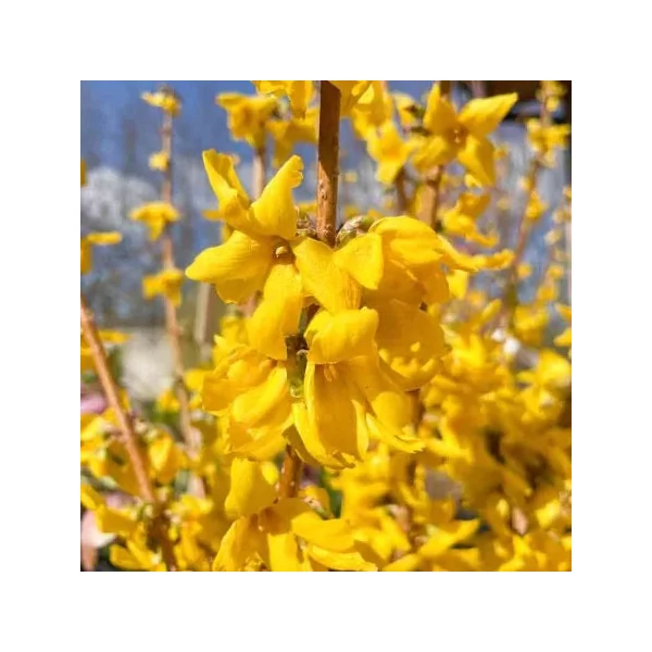 Forsythia x intermedia 'Goldrausch' - Aranycserje