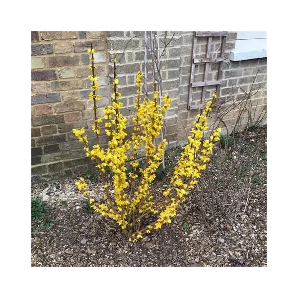 Forsythia x intermedia 'Goldrausch' - Aranycserje