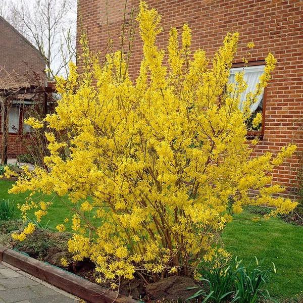Forsythia x intermedia 'Lynwood Gold' - Aranycserje