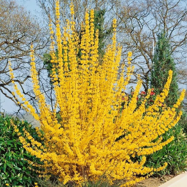 Forsythia x intermedia 'Lynwood Gold' - Aranycserje