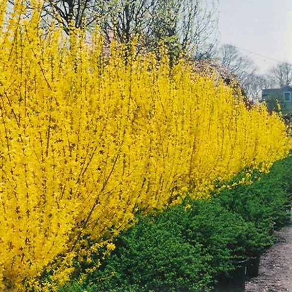 Forsythia x intermedia 'Lynwood Gold' - Aranycserje