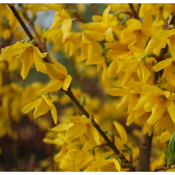 Forsythia x intermedia 'Lynwood' - Aranycserje
