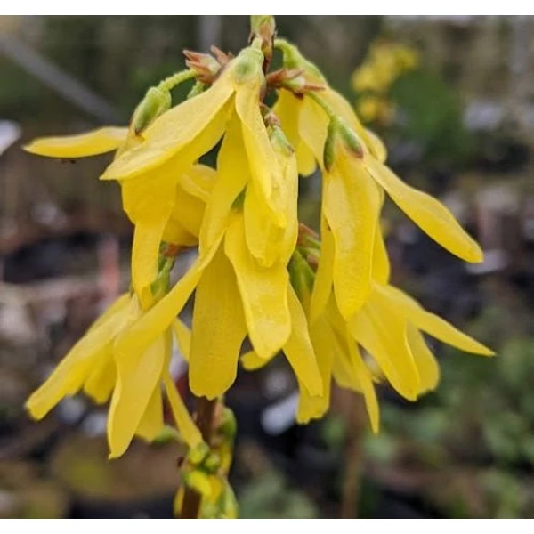Forsythia x intermedia 'Lynwood' - Aranycserje