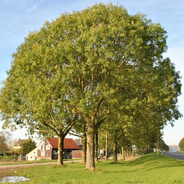 Fraxinus excelsior - Magas kőris