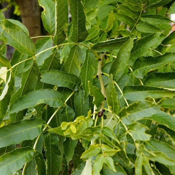 Fraxinus excelsior - Magas kőris