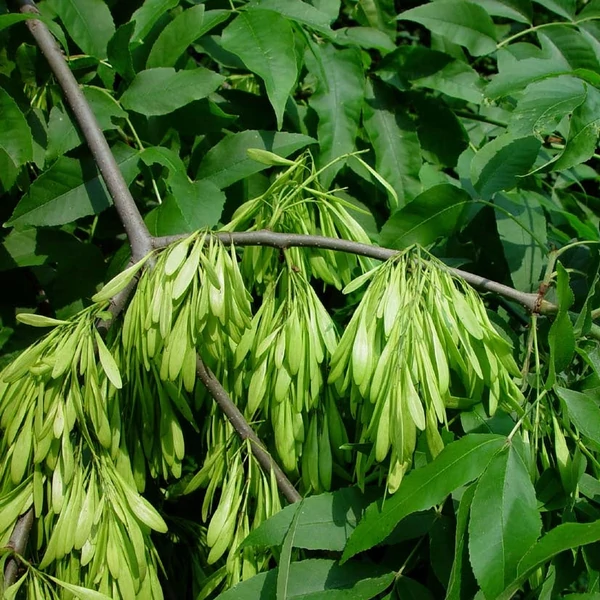 Fraxinus excelsior - Magas kőris