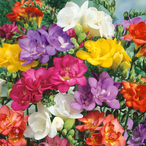 Freesia - Teltvirágú frézia, színkeverék