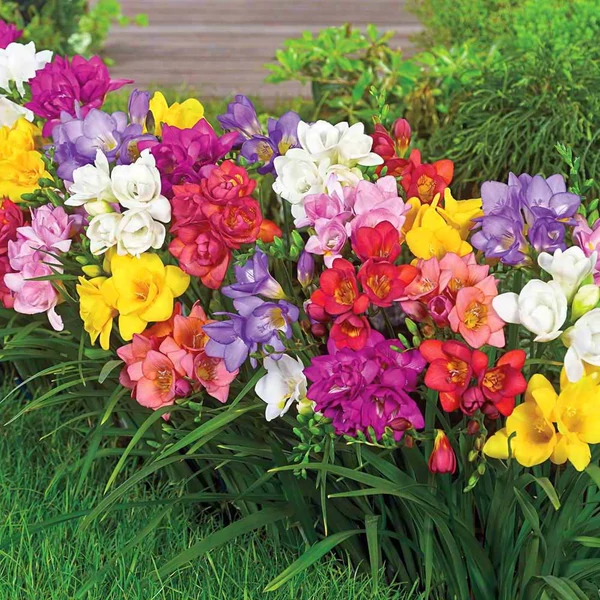 Freesia - Teltvirágú frézia, színkeverék
