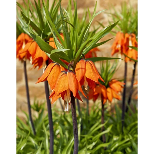 Fritillaria imperialis 'Aurora' - Császárkorona