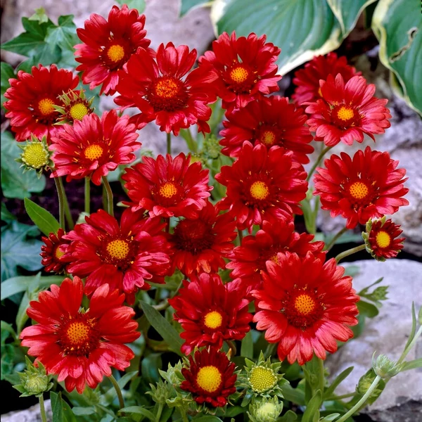 Gaillardia x grandiflora 'Burgunder' - Kerti kokárdavirág