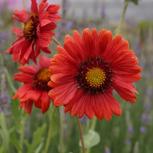 Gaillardia x grandiflora 'Burgunder' - Kerti kokárdavirág