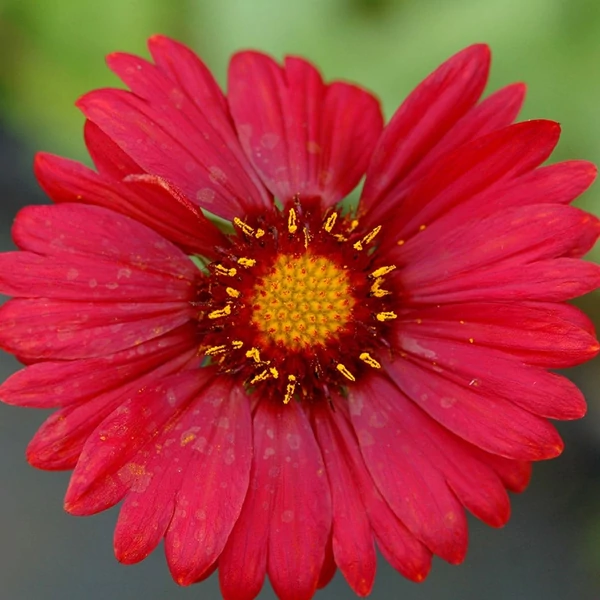 Gaillardia x grandiflora 'Burgunder' - Kerti kokárdavirág
