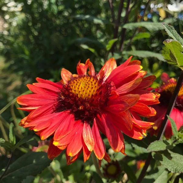 Gaillardia x grandiflora 'Burgunder' - Kerti kokárdavirág