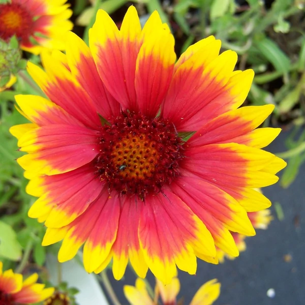 Gaillardia 'Kobold' - Kokárdavirág