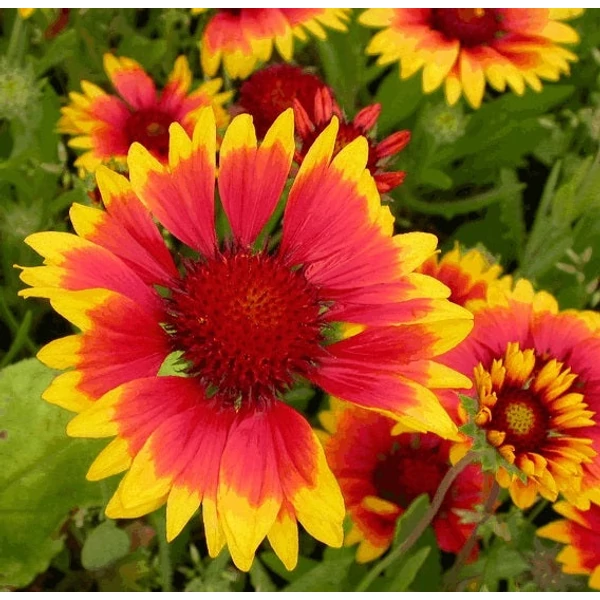 Gaillardia 'Kobold' - Kokárdavirág