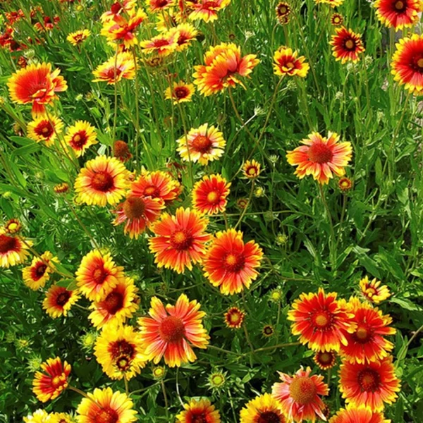 Gaillardia 'Kobold' - Kokárdavirág