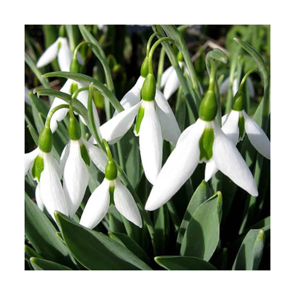 Galanthus elwesii - Pompás hóvirág