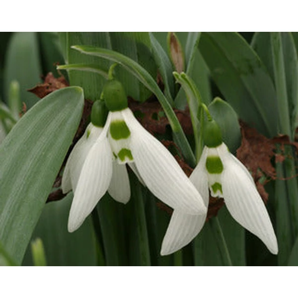 Galanthus elwesii - Pompás hóvirág