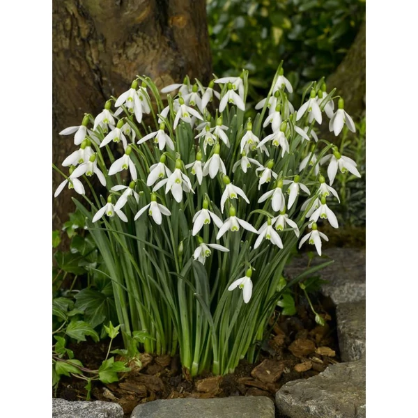 Galanthus elwesii - Pompás hóvirág