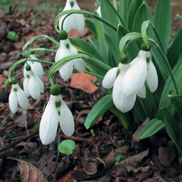 Galanthus elwesii - Pompás hóvirág
