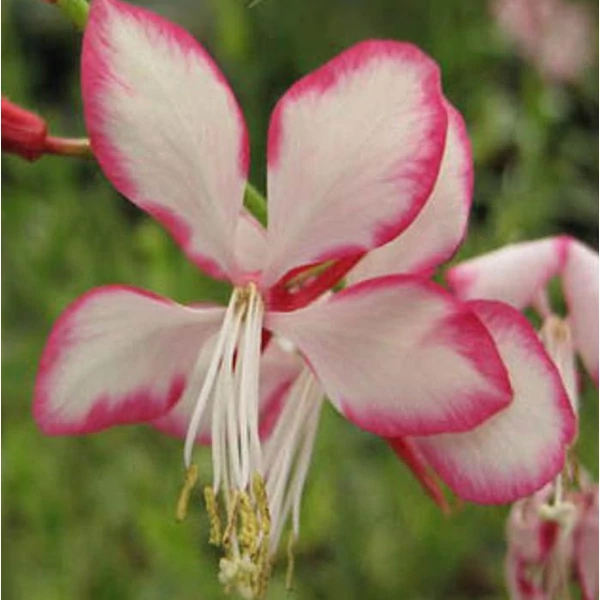 Gaura lindheimeri 'Rosy Jane – Harrosy' - Évelő díszgyertya