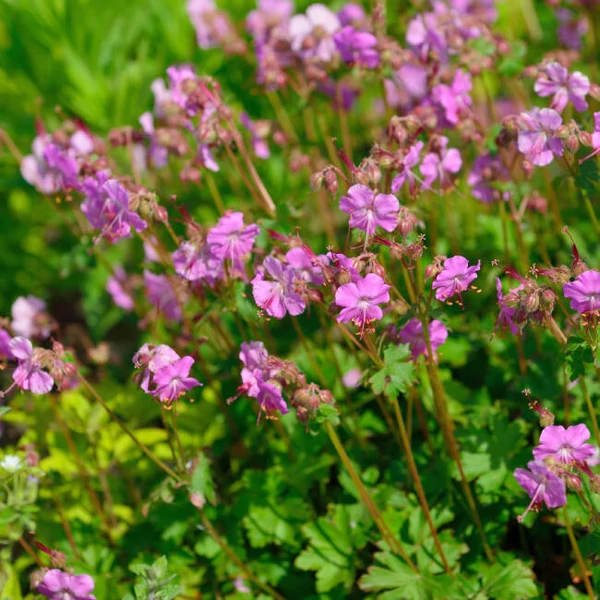 Geranium x cantabrigiense 'Berggarten' - Angol gólyaorr