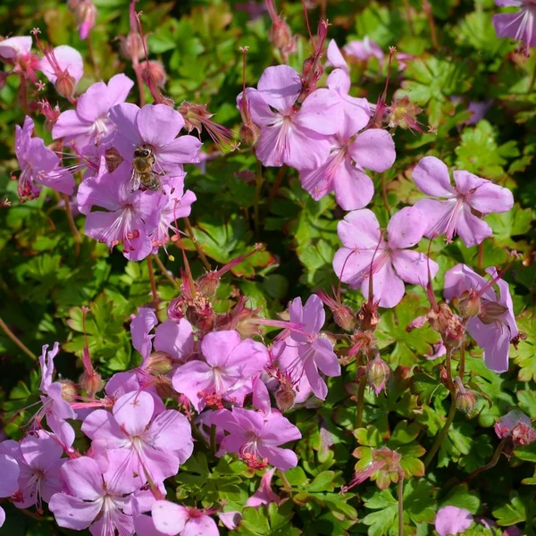 Geranium x cantabrigiense 'Berggarten' - Angol gólyaorr