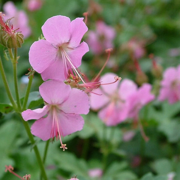 Geranium x cantabrigiense 'Berggarten' - Angol gólyaorr