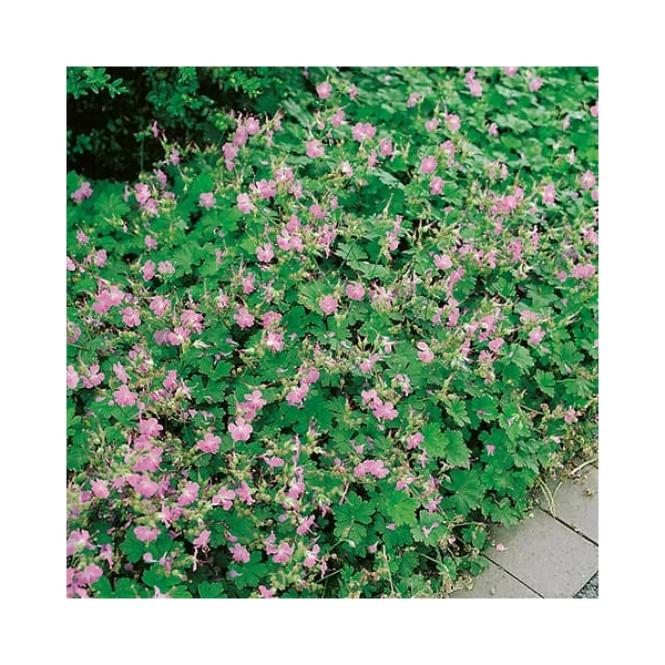 Geranium x cantabrigiense 'Berggarten' - Angol gólyaorr