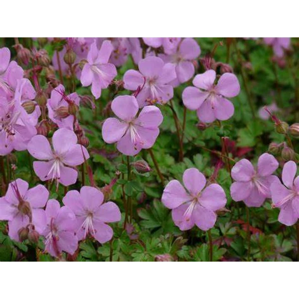 Geranium x cantabrigiense 'Karmina' - Angol gólyaorr