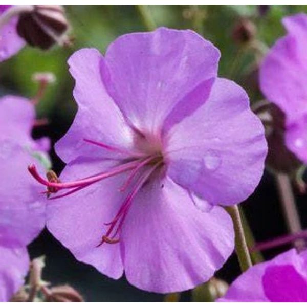 Geranium x cantabrigiense 'Karmina' - Angol gólyaorr