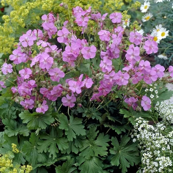Geranium x cantabrigiense 'Karmina' - Angol gólyaorr
