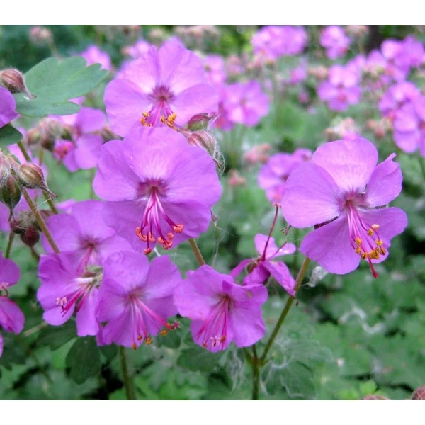 Geranium x cantabrigiense 'Karmina' - Angol gólyaorr
