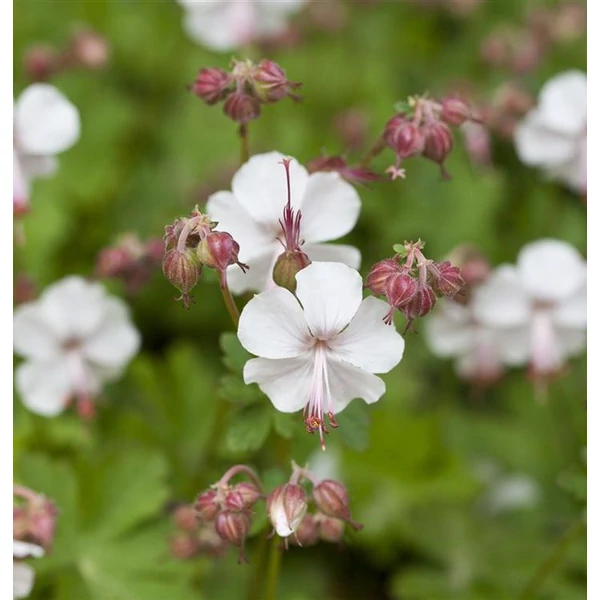 Geranium x cantabrigiense 'St Ola' - Angol gólyaorr