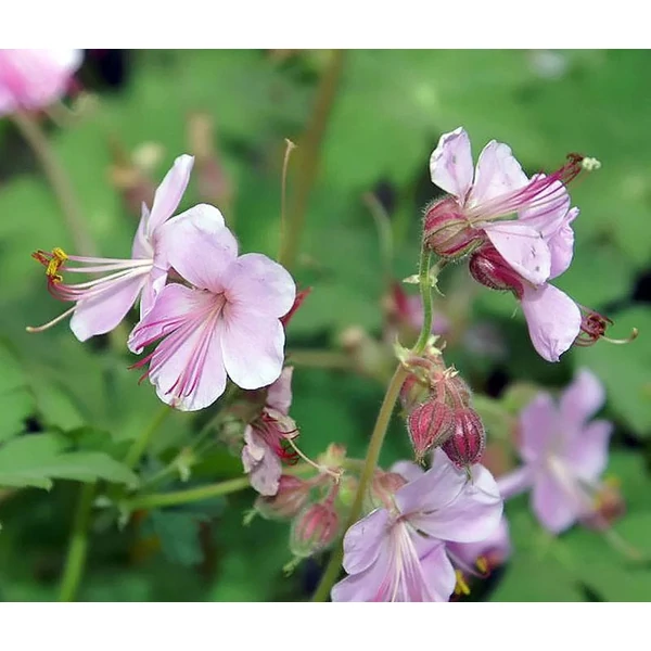 Geranium macrorrhizum 'Ingwersen's Variety' - Illatos gólyaorr