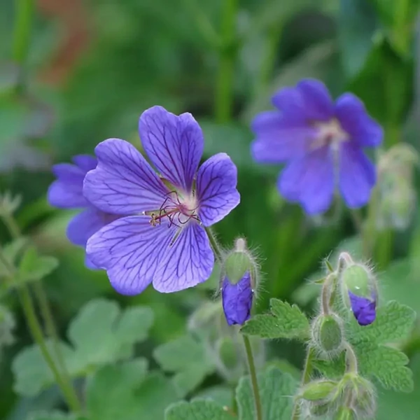 Geranium 'Philippe Vapelle' – Ráncoslevelű gólyaorr
