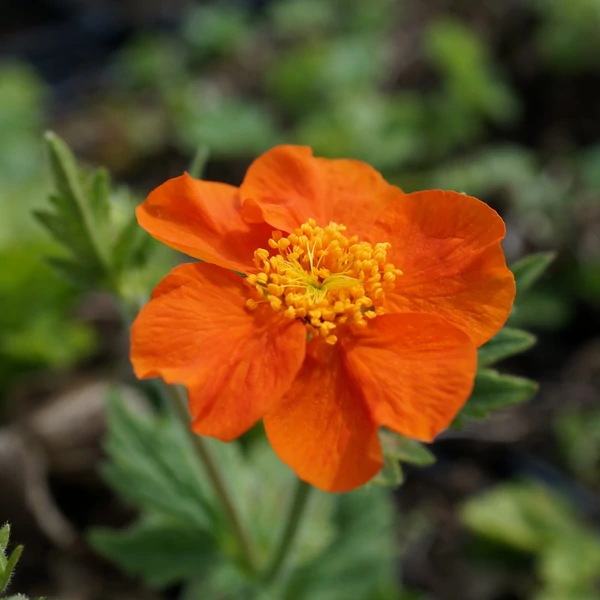 Geum coccineum 'Borisii' - Gyömbérgyökér