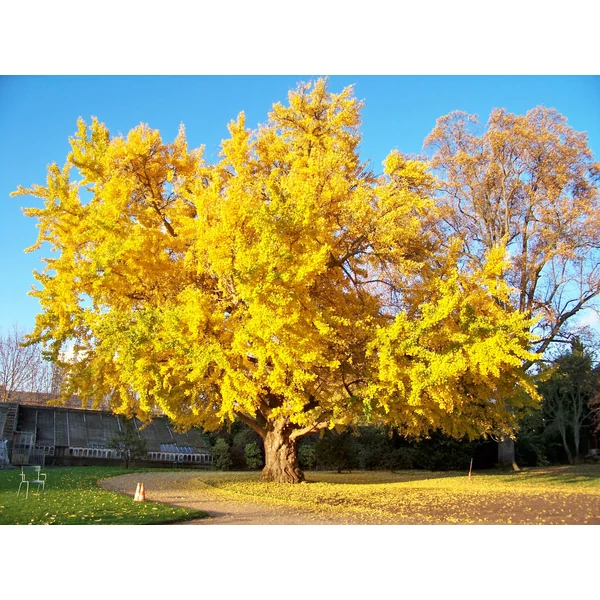 Ginkgo biloba - Páfrányfenyő