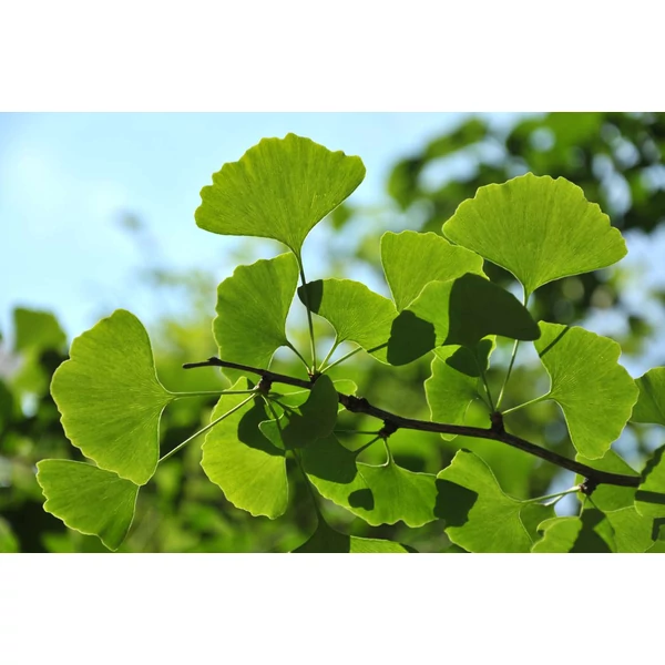 Ginkgo biloba - Páfrányfenyő
