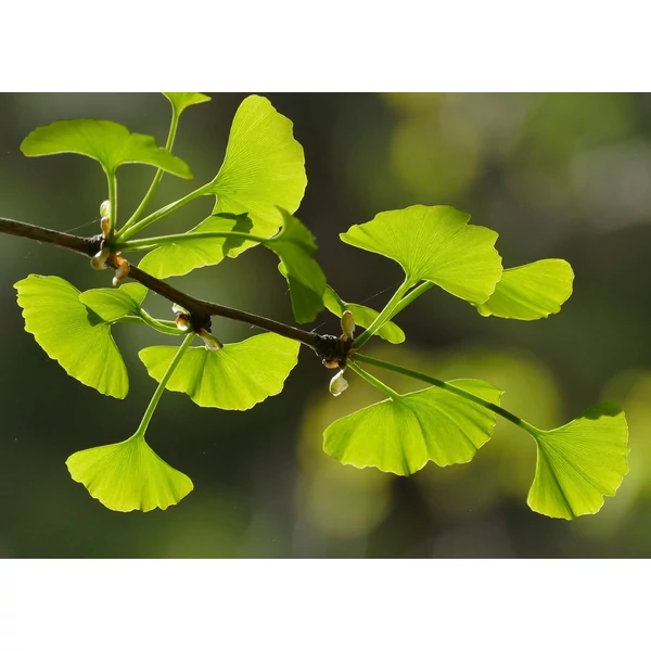 Ginkgo biloba - Páfrányfenyő